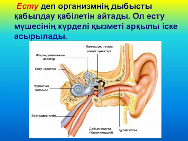 Есту деп организмнің дыбысты қабылдау қабілетін айтады. Ол есту мүшесінің күрделі қызметі арқылы іске асырылады.