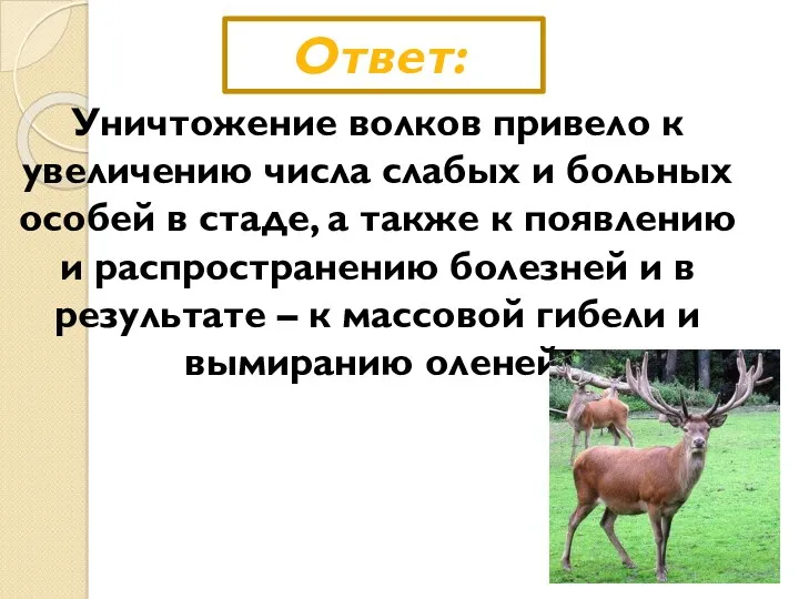 Ответ: Уничтожение волков привело к увеличению числа слабых и больных