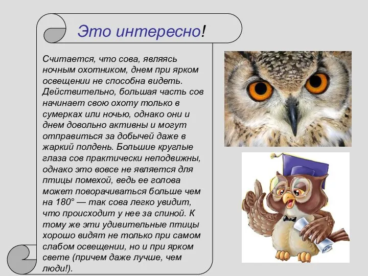 Считается, что сова, являясь ночным охотником, днем при ярком освещении