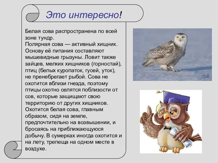 Белая сова распространена по всей зоне тундр. Полярная сова — активный хищник. Основу