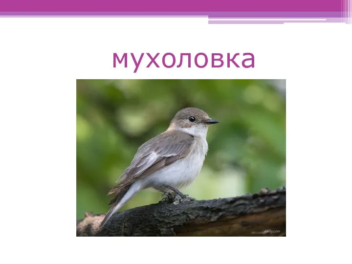 мухоловка