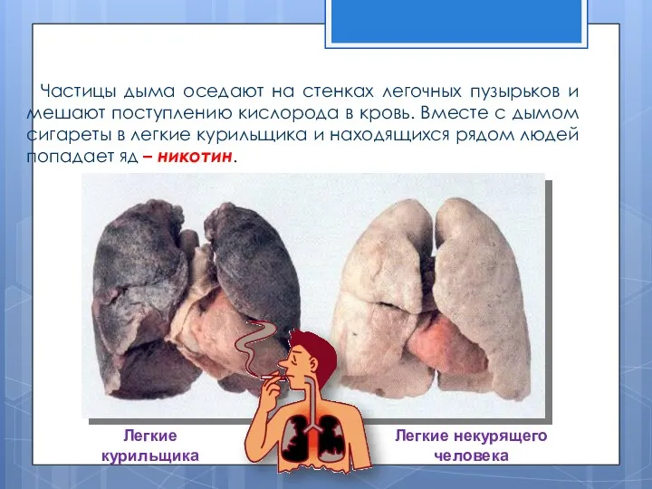 Что опасно для органов дыхания Частицы дыма оседают на стенках