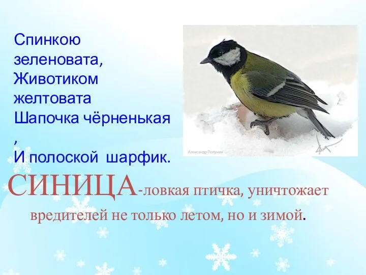 СИНИЦА-ловкая птичка, уничтожает вредителей не только летом, но и зимой.