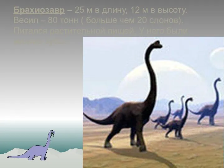 Брахиозавр – 25 м в длину, 12 м в высоту.