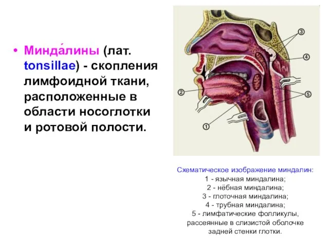 Схематическое изображение миндалин: 1 - язычная миндалина; 2 - нёбная