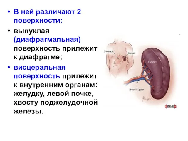 В ней различают 2 поверхности: выпуклая (диафрагмальная) поверхность прилежит к