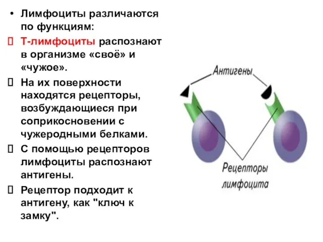 Лимфоциты различаются по функциям: Т-лимфоциты распознают в организме «своё» и