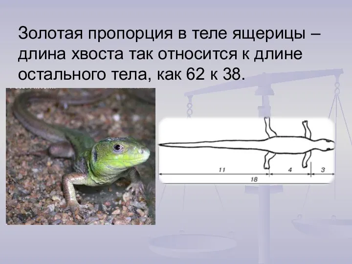 Золотая пропорция в теле ящерицы – длина хвоста так относится к длине остального