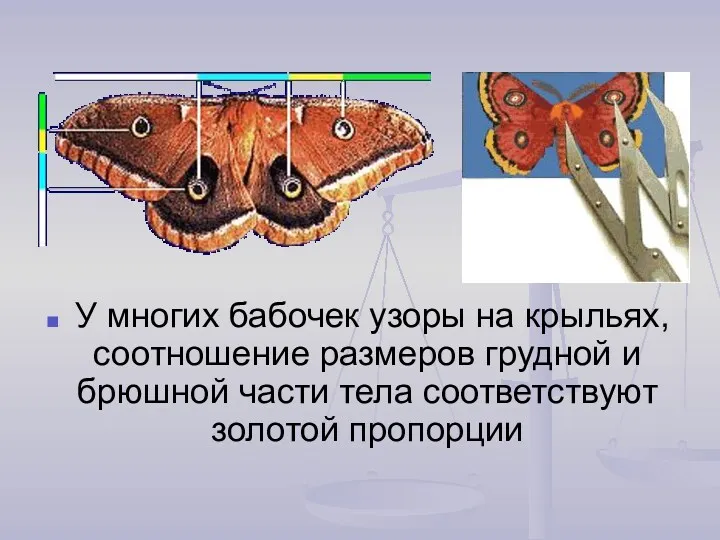 У многих бабочек узоры на крыльях, соотношение размеров грудной и брюшной части тела соответствуют золотой пропорции