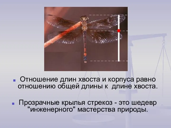 Отношение длин хвоста и корпуса равно отношению общей длины к длине хвоста. Прозрачные