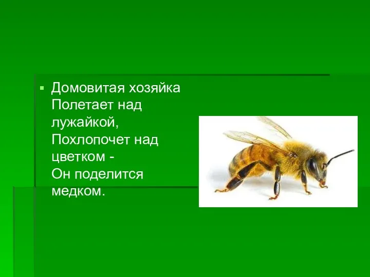 Домовитая хозяйка Полетает над лужайкой, Похлопочет над цветком - Он поделится медком.