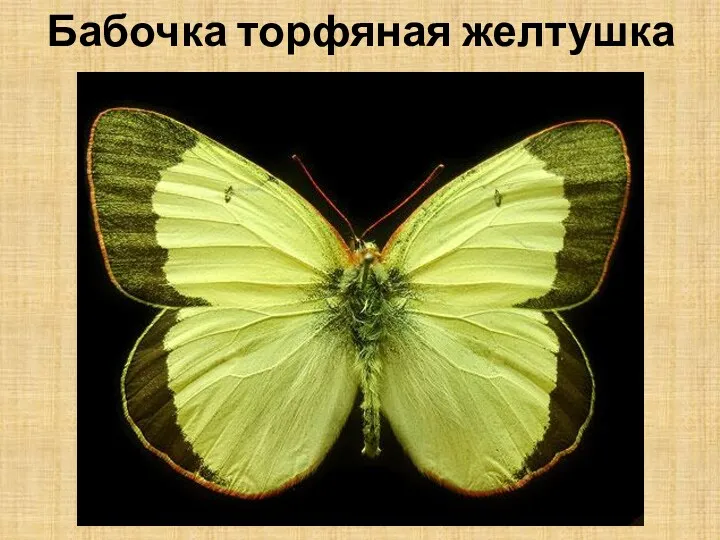 Бабочка торфяная желтушка
