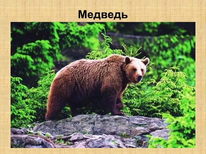 Медведь