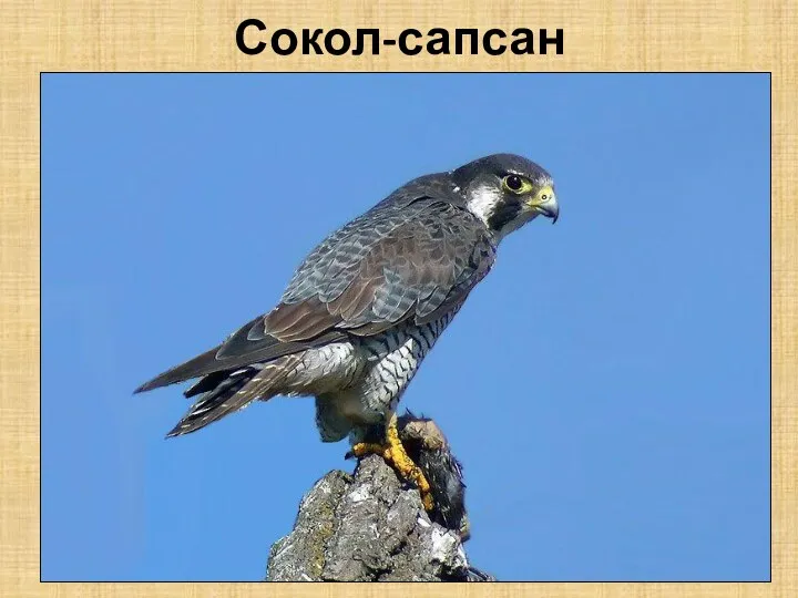 Сокол-сапсан