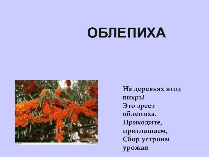 облепиха На деревьях ягод вихрь! Это зреет облепиха. Приходите, приглашаем, Сбор устроим урожая!