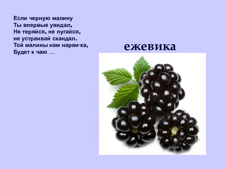 Если черную малину Ты впервые увидал, Не теряйся, не пугайся,