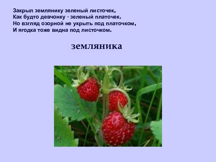 Закрыл землянику зеленый листочек, Как будто девчонку - зеленый платочек.