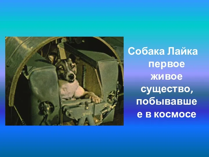 Собака Лайка первое живое существо, побывавшее в космосе