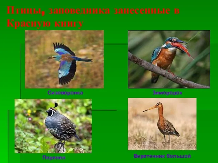 Птицы, заповедника занесенные в Красную книгу Сизоворонка Зимородок Перепел Веретенник большой