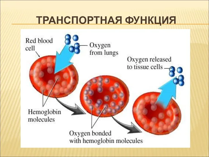 ТРАНСПОРТНАЯ ФУНКЦИЯ