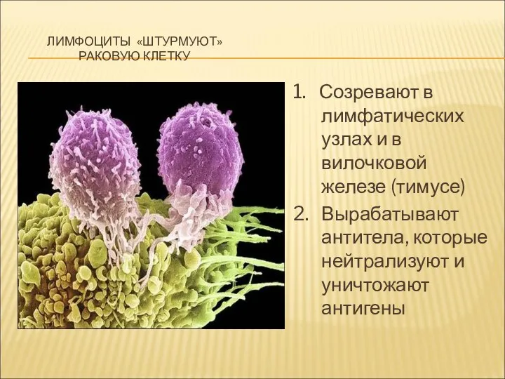 ЛИМФОЦИТЫ «ШТУРМУЮТ» РАКОВУЮ КЛЕТКУ 1. Созревают в лимфатических узлах и