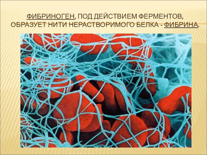 ФИБРИНОГЕН, ПОД ДЕЙСТВИЕМ ФЕРМЕНТОВ, ОБРАЗУЕТ НИТИ НЕРАСТВОРИМОГО БЕЛКА - ФИБРИНА.