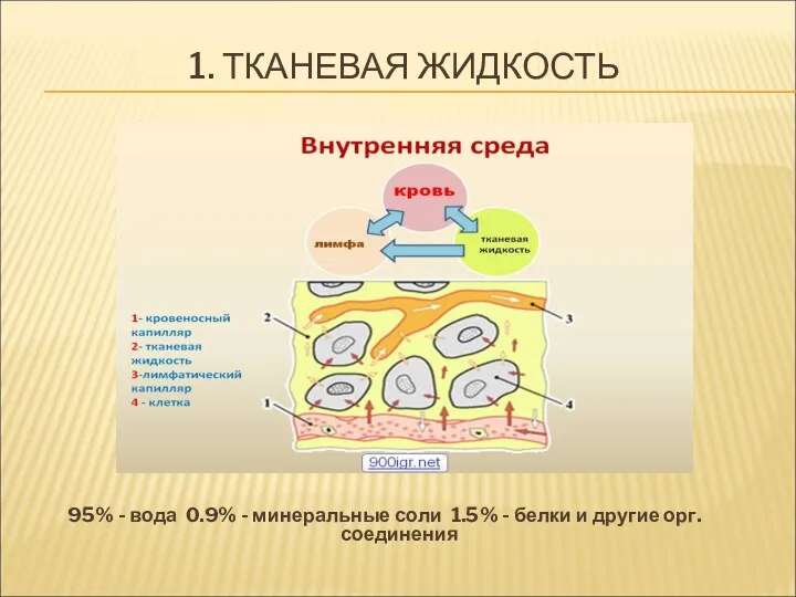 1. ТКАНЕВАЯ ЖИДКОСТЬ 95% - вода 0.9% - минеральные соли