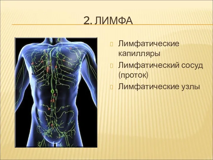 2. ЛИМФА Лимфатические капилляры Лимфатический сосуд (проток) Лимфатические узлы