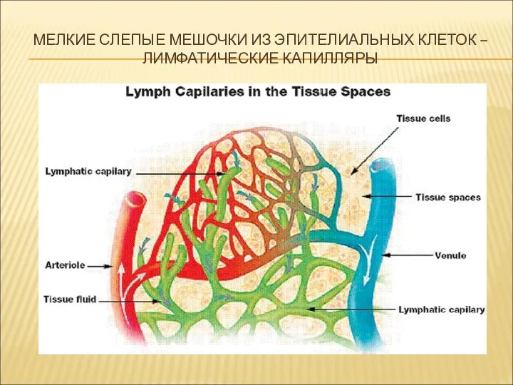 МЕЛКИЕ СЛЕПЫЕ МЕШОЧКИ ИЗ ЭПИТЕЛИАЛЬНЫХ КЛЕТОК – ЛИМФАТИЧЕСКИЕ КАПИЛЛЯРЫ