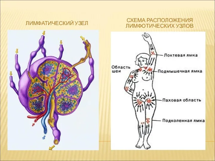 ЛИМФАТИЧЕСКИЙ УЗЕЛ СХЕМА РАСПОЛОЖЕНИЯ ЛИМФОТИЧЕСКИХ УЗЛОВ