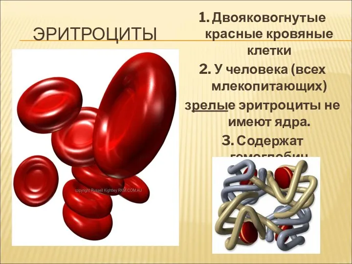 ЭРИТРОЦИТЫ 1. Двояковогнутые красные кровяные клетки 2. У человека (всех