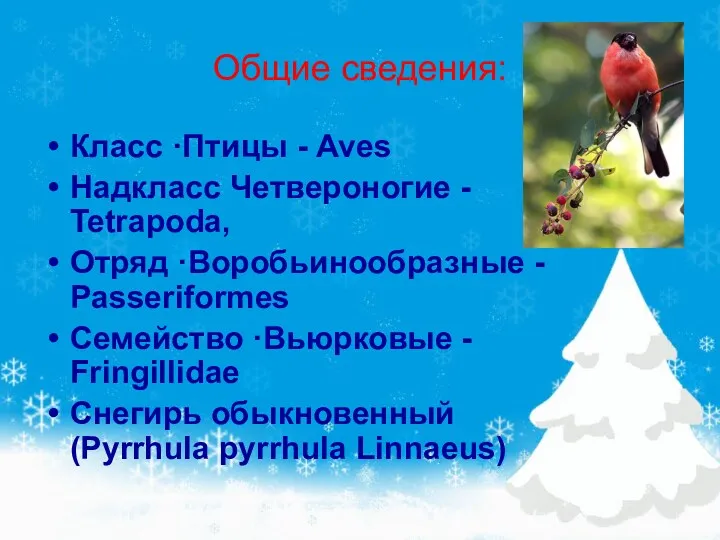 Общие сведения: Класс ·Птицы - Aves Надкласс Четвероногие - Tetrapoda, Отряд ·Воробьинообразные -