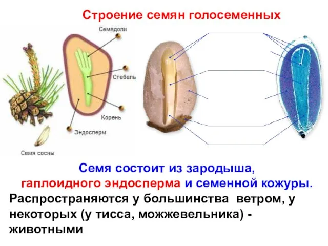 Строение семян голосеменных Семя состоит из зародыша, гаплоидного эндосперма и семенной кожуры. Распространяются