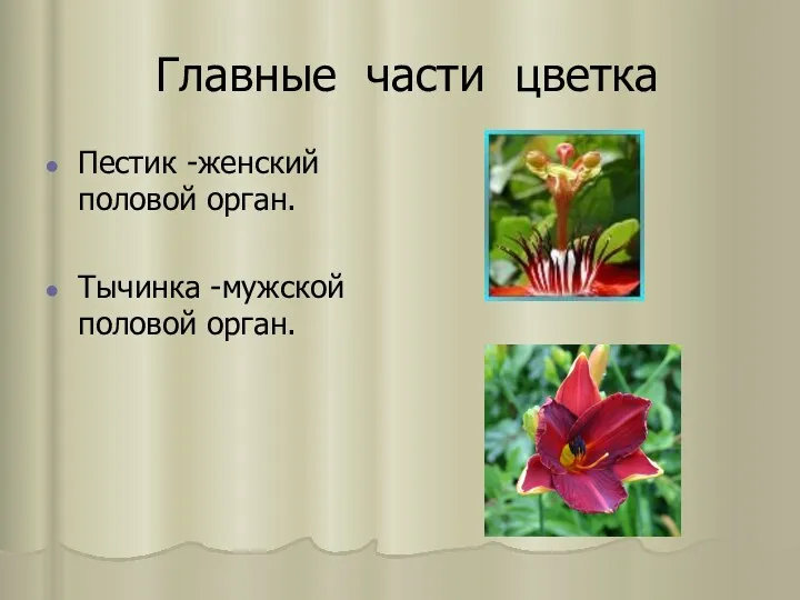 Главные части цветка Пестик -женский половой орган. Тычинка -мужской половой орган.