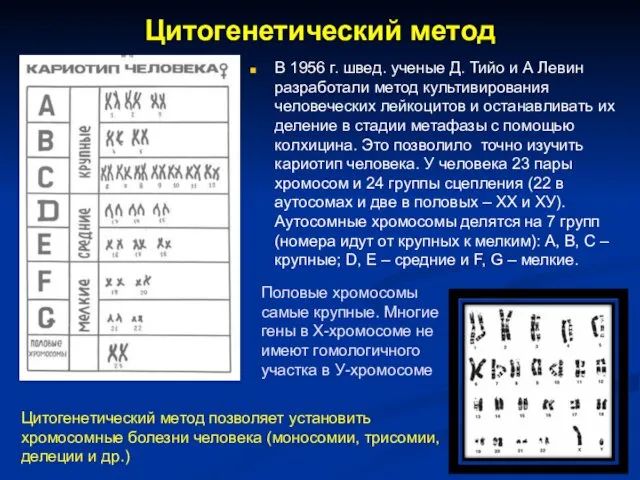 Цитогенетический метод В 1956 г. швед. ученые Д. Тийо и