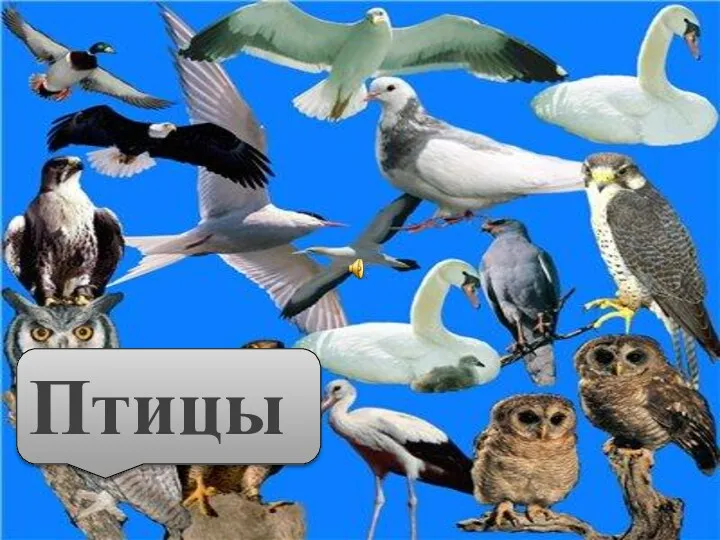 Птицы