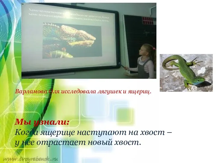 Варламова Оля исследовала лягушек и ящериц. Мы узнали: Когда ящерице