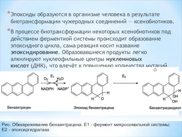 Эпоксиды образуются в организме человека в результате биотрансформации чужеродных соединений