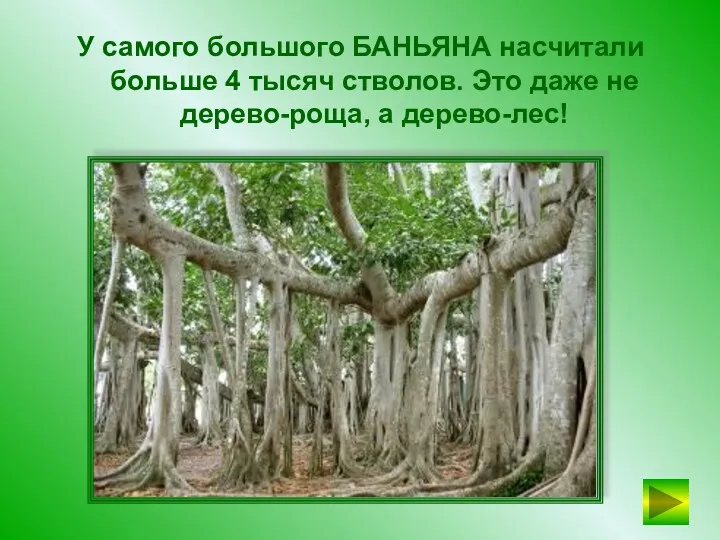 У самого большого БАНЬЯНА насчитали больше 4 тысяч стволов. Это даже не дерево-роща, а дерево-лес!