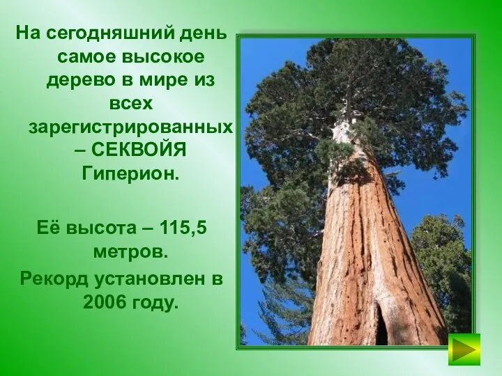 На сегодняшний день самое высокое дерево в мире из всех зарегистрированных – СЕКВОЙЯ