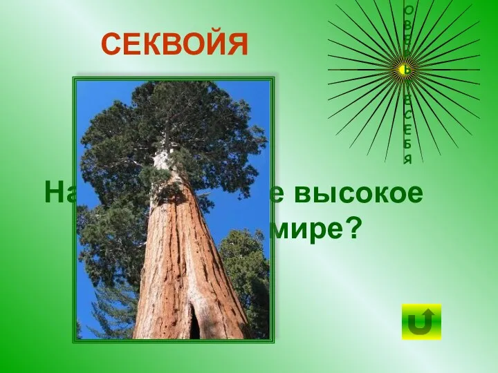 Назовите самое высокое дерево в мире? СЕКВОЙЯ ПРОВЕРЬТЕ СЕБЯ