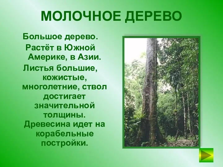 МОЛОЧНОЕ ДЕРЕВО Большое дерево. Растёт в Южной Америке, в Азии. Листья большие, кожистые,