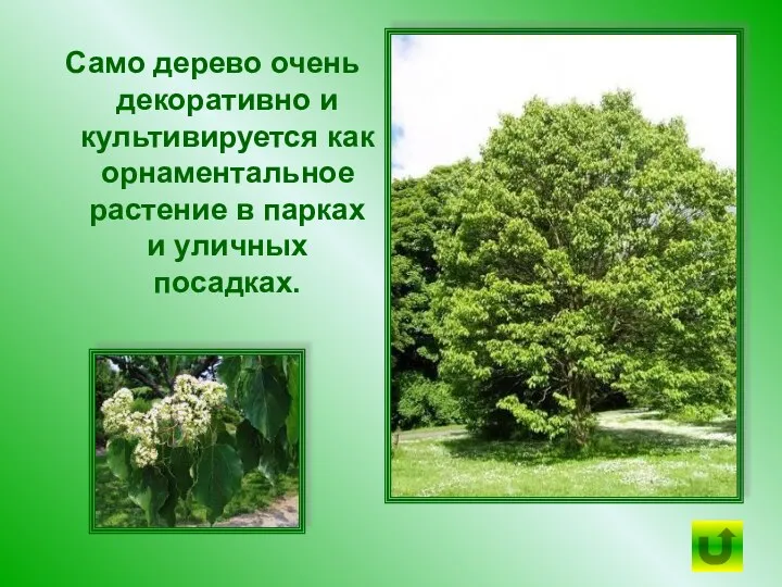 Само дерево очень декоративно и культивируется как орнаментальное растение в парках и уличных посадках.