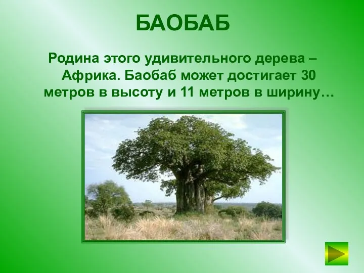 БАОБАБ Родина этого удивительного дерева – Африка. Баобаб может достигает 30 метров в
