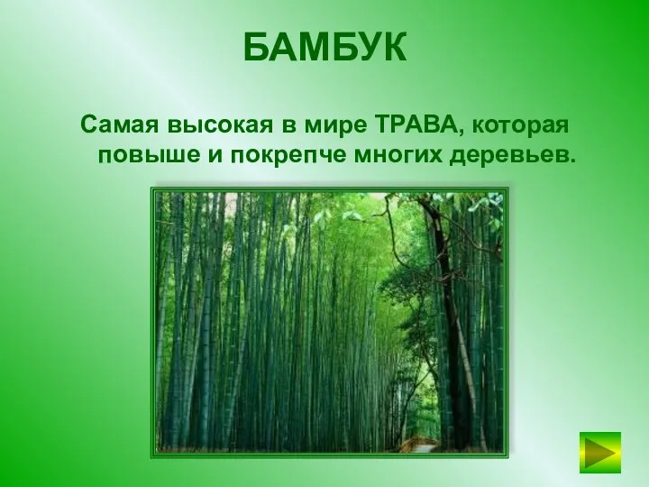 БАМБУК Самая высокая в мире ТРАВА, которая повыше и покрепче многих деревьев.