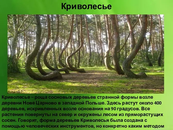 Криволесье – роща сосновых деревьев странной формы возле деревни Нове Царново в западной