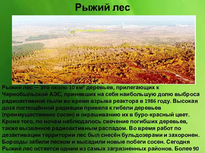 Рыжий лес — это около 10 км² деревьев, прилегающих к Чернобыльской АЭС, принявших