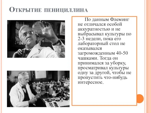 Открытие пенициллина По данным Флеминг не отличался особой аккуратностью и не выбрасывал культуры