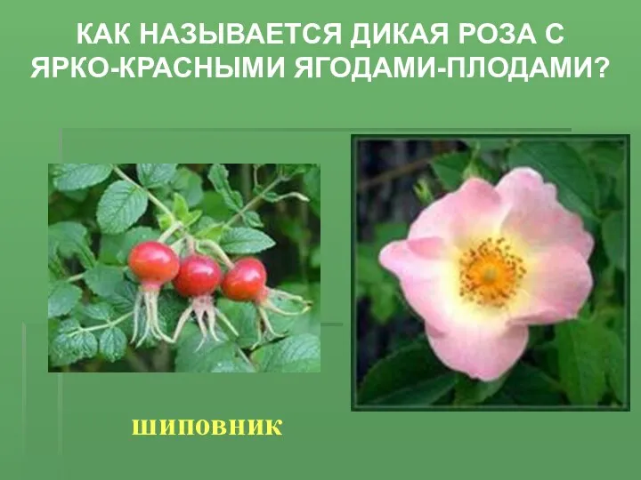Как называется дикая роза с ярко-красными ягодами-плодами? шиповник