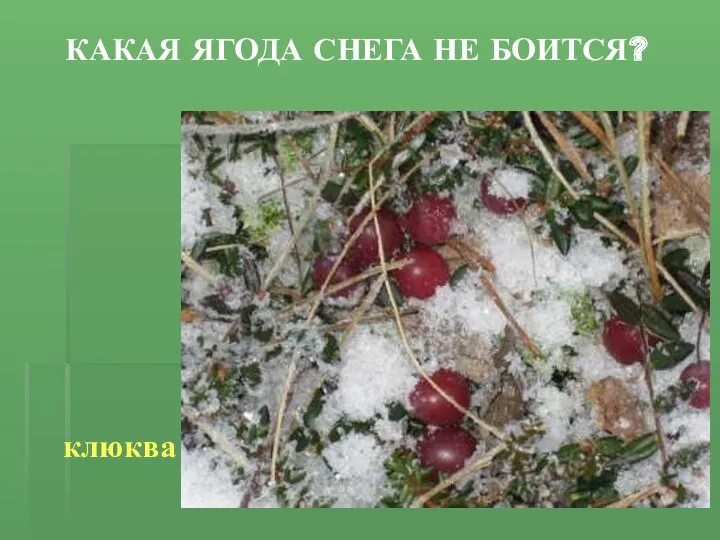 Какая ягода снега не боится? клюква